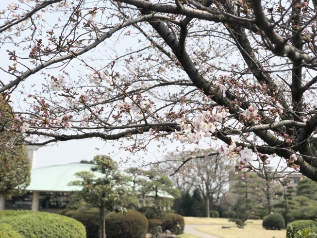 「別子銅山記念図書館の桜♪」