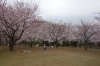 「速報！　都筑区の桜の開花状況（3/29現在）」