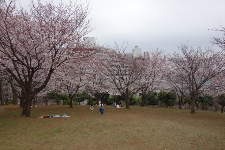 「速報！　都筑区の桜の開花状況（3/29現在）」