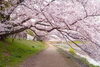 「『花見ウォーク２０１９（浦安市）』」