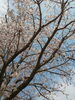 「桜が満開(^_^)」