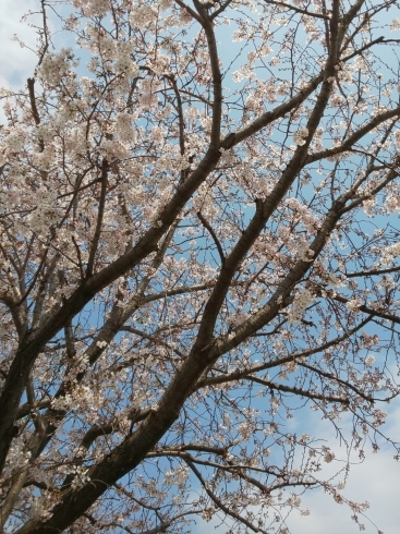 「桜が満開(^_^)」