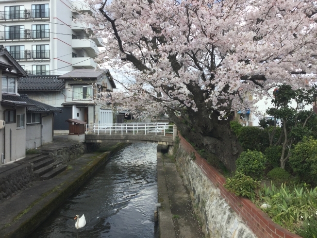 「白鳥と桜  加茂川風景」