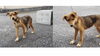 「飼い主さんを探しています！！御殿場保健所で保護収容」