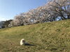 「ポコーキンの見た桜!     春季生徒募集中!」