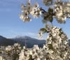 「ポコーキンの見た桜！ 春季生徒募集中!」