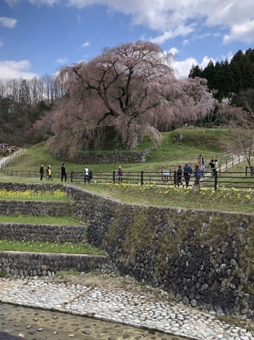 「気になる桜情報❣️ 奈良大和路 枝垂れ桜づくし。」