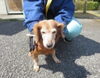 「飼い主さんを探しています！！御殿場保健所で保護収容」