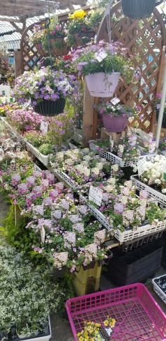 「ナチュラルな感じの寄せ植えに最適な花たち入荷」