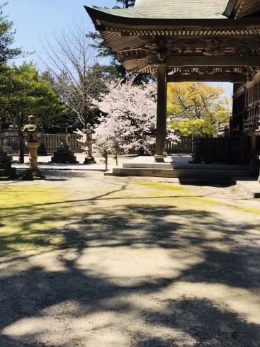 「桜フェチ」