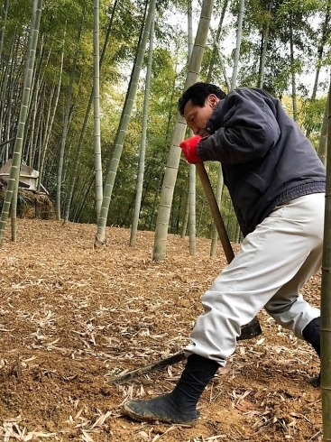 「＜ムシャクシャ刈り＞　京都・西山丘陵一帯の「たけのこ畑」伝統栽培」
