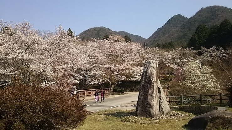 「尾道 桜情報！！」