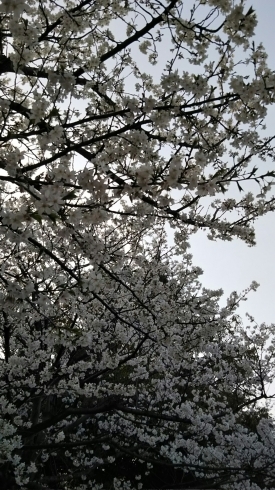 「桜花爛漫  花びらの舞う中で」