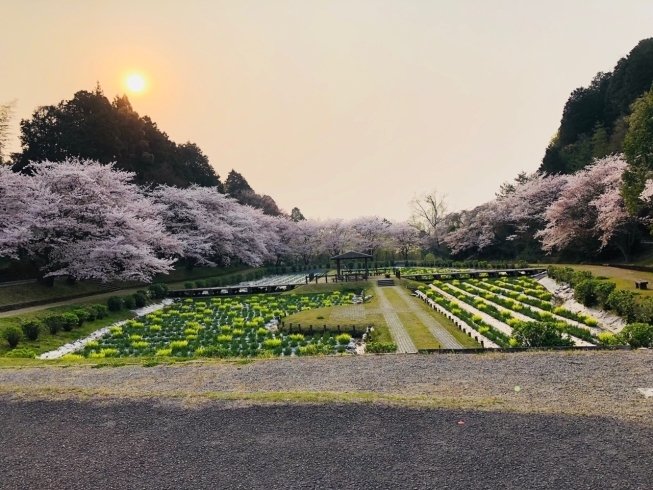 「新居浜市の池田池公園の桜」