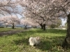 「桜の季節です!この季節に英語を学び始めませんか?」