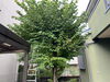 剪定作業前「庭木の剪定•伐採•草刈（相模原）施工事例」