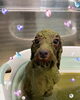 ハーブパック中♡♡「お友達♡ Dog salon mofu mofu 余市町」