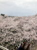 「花見の前に鼻毛脱毛でムズムズ軽減♪」