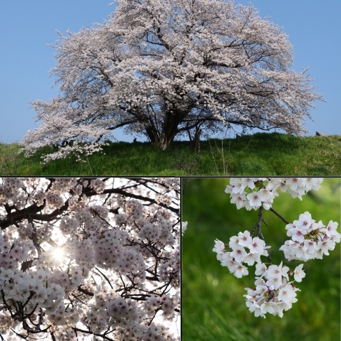 「春といえばやっぱり桜でしょ～！！」