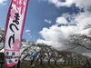 「中山河川公園桜まつりオープニングイベントに行ってきました！」