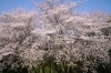 No.163】 2014新宿の桜 戸山公園周辺 | 新宿万華鏡～カメラから観えてきた新宿～ | しんじゅくノート[新宿区]