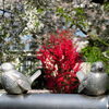 【No.163】　2014新宿の桜　戸山公園周辺