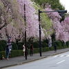 【No.164】　2014新宿の桜　外苑周辺