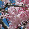 【No.165】　2014新宿の桜　自宅周辺