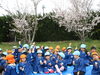 「桜の木の下で…♫」