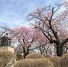 「桜が咲き始めましたね」