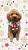 「Dog salon mofu mofu　余市町」