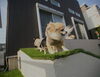 「「犬と住まいる協会に」入会しました」