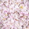 【No.166】　2014新宿の桜　信濃町周辺
