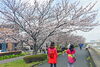 「『春との出会い～花見ウォーク２０１９～（浦安市）』」