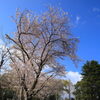 第70回　桜の見どころ～落合・中井周辺～