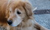 「愛犬　かわいい　タネのハシモトの生産者　その１」