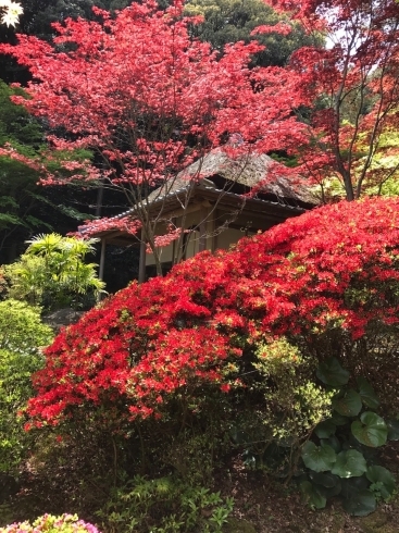 「新居浜市西の土居町の慈眼寺の今・・は秋を思わせます。」