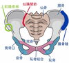 「骨盤が「歪む」という誤解」