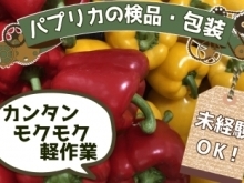 【お仕事簡単！】傷がないかを見てどんどん袋に詰めるだけ♪パプリカの検品・包装作業☆