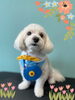 「Dog salon mofu mofu 余市町」