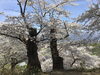 「5/7からの日替わりメニューについて」