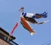 さぁ！こいのぼりをあげよう！٩(๑❛ᴗ❛๑)۶ | 人形の村上 新居浜本店の