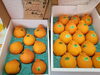 「宮崎県産デコポン！」