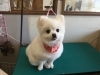 4月15日 カットコースのおもちちゃん 犬猫のトリミング屋