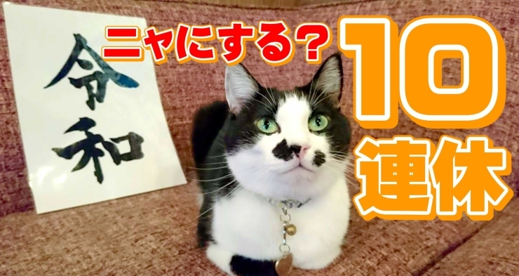 「猫カフェKuro♪　YOU TUBE更新」