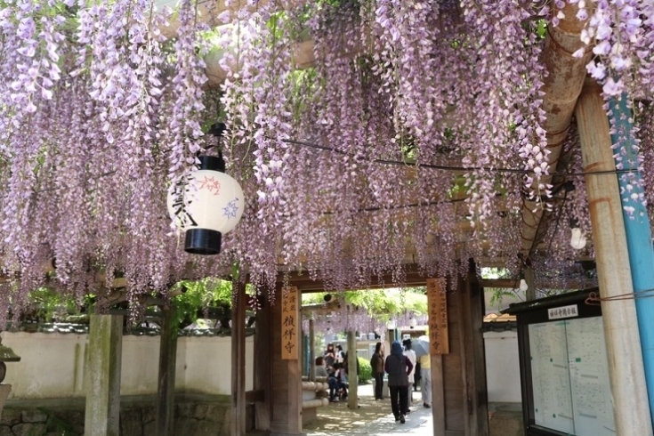 「禎祥寺・観音堂の藤」