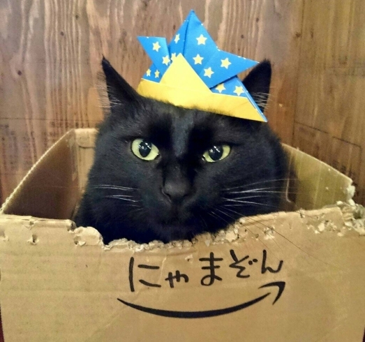 「猫カフェKuroもこどもの日ニャ！」