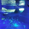 「のとじま水族館に行く♪( 〃▽〃)」