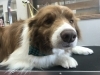 4月26日 シャンプーコースのベイブちゃん 犬猫のトリミング屋