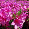 【No.167】　新宿の区の花　つつじ